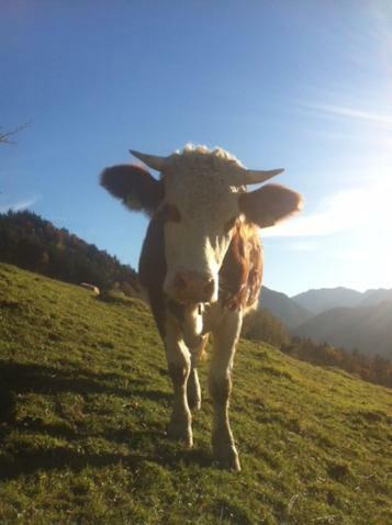 Wohnung Edelweiss - Wohnen Auf Zeit - Homeoffice - Nah Am See - Buchbar Ab 28 Naechte Schliersee Exteriör bild